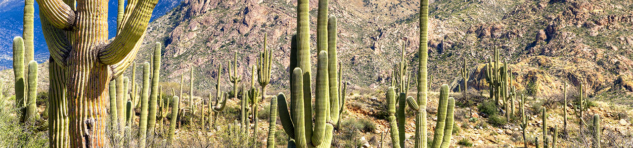 A group of cacti grow before a rocky desert.