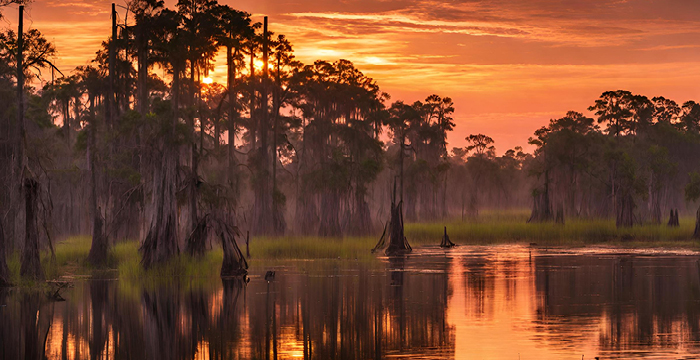 A swamp at sunset.