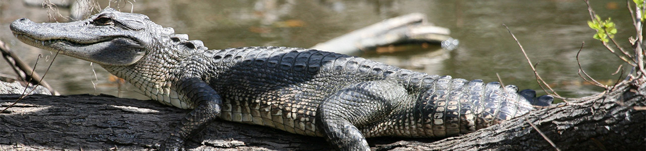 An alligator rests on a fallen log.