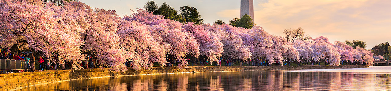 Cherry blossom trees bloom in front of the Washington Memorial.