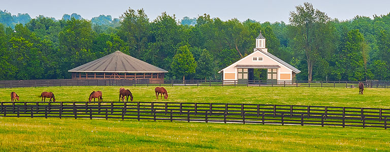 Siz horses graze in a grassy field in front of their stable.
